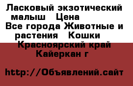 Ласковый экзотический малыш › Цена ­ 25 000 - Все города Животные и растения » Кошки   . Красноярский край,Кайеркан г.